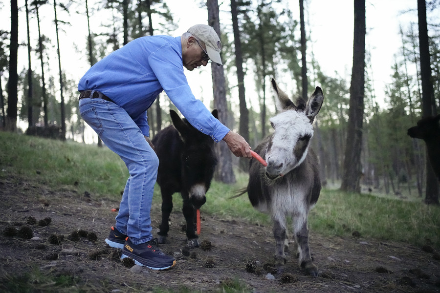 3rd - Photographer of the Year - Large Market Jack Hanna feeds carrots to the donkeys and alpaca on his farm in Bigfork, Mont. on May 1, 2023. Due to his declining health, the family put the farm on the market that day.  (Adam Cairns / The Columbus Dispatch)