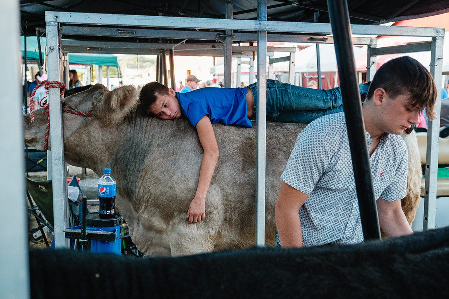 1st - Photographer of the Year - Small Market Kellen Rennicker, 12, of Uhrichsville, lays on his steer while Brady McGuire, 15, of Uhrichsville, wait their turns to participate in the market beef portion the livestock sales at the Tuscarawas County Fair, Thursday, Sept. 21 in Dover. Rennicker will soon be restarting the 4-H process of caring for another steer in about a week's time after weaning, according to his parents. His mom referred to the soon-to-be sold steer as, "the gentle giant of the family." (Andrew Dolph / The Times Reporter)