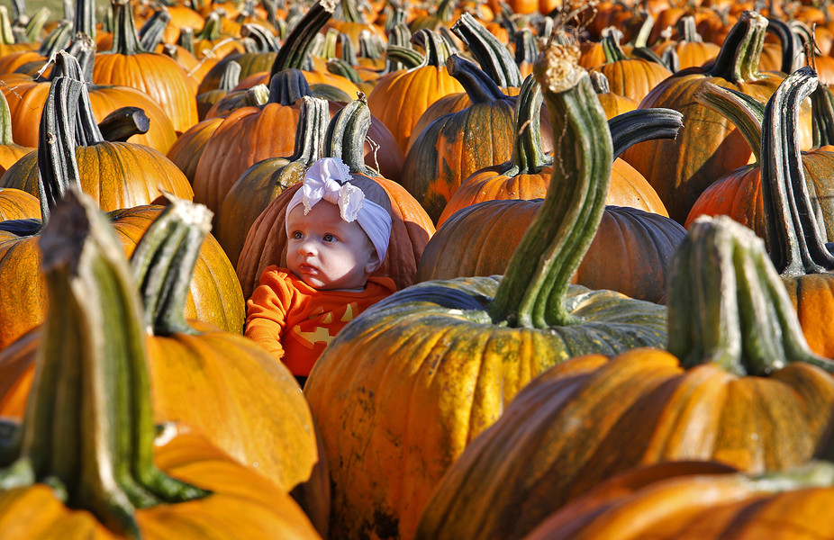 Award of Excellence - Photographer of the Year - Small Market Three month old Mila Hall looks at her mother's clicking camera phone as she sits in the pumpkin patch at Pendelton's Farm Market along Upper Valley Pike Monday, Oct. 23, 2023.  (Bill Lackey / Springfield News-Sun)