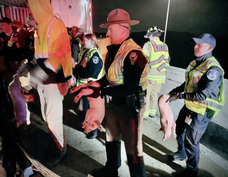 Spot News - Award of Excellence, “Piglets”Crews work to catch and transfer piglets after a semi hauling 1,900 piglets overturned on the flyover ramp from I-75 North to I-70 West on Friday, Nov. 17, 2023.  (Marshall Gorby / Dayton Daily News)