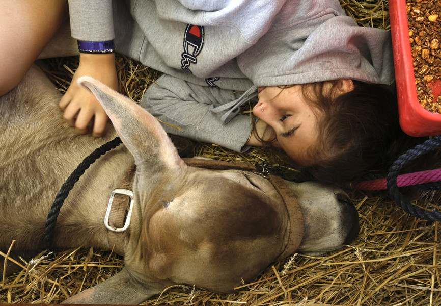 First Place, Photographer of the Year - Small Market - Bill Lackey / Springfield News-SunLilly Powell, 16, takes a nap with her dairy feeder calf after getting him settled in one of the barns at the Clark County Fair Friday, July 19, 2024. 